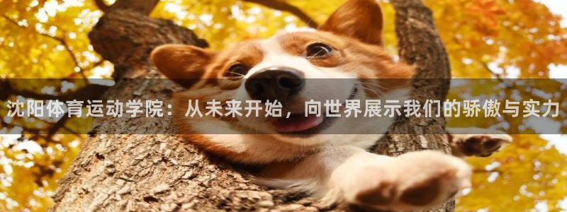 凯发官方正版app娱乐是那个系列的台子:沈阳体育运动学院:从